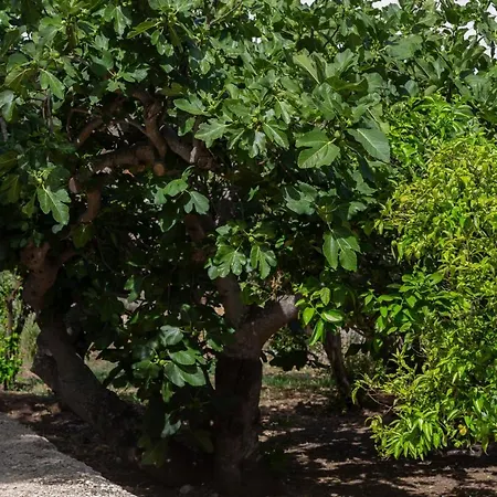 Villa La Curte dellu Pippi Niuru Lecce Esterno foto