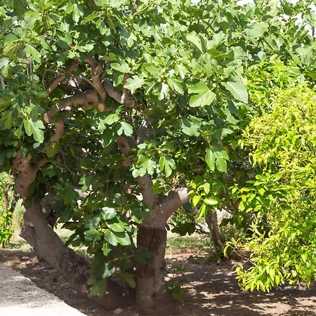 Villa La Curte dellu Pippi Niuru Lecce Esterno foto
